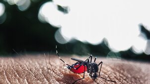 Jön az invázió: így védekezhet a szúnyogok ellen
