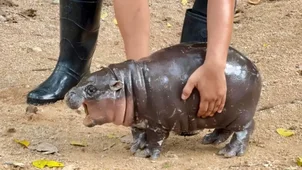 Ez a cuki víziló bébi az ujjai köré csavarta a világot, mindenki Moo Dengre kíváncsi