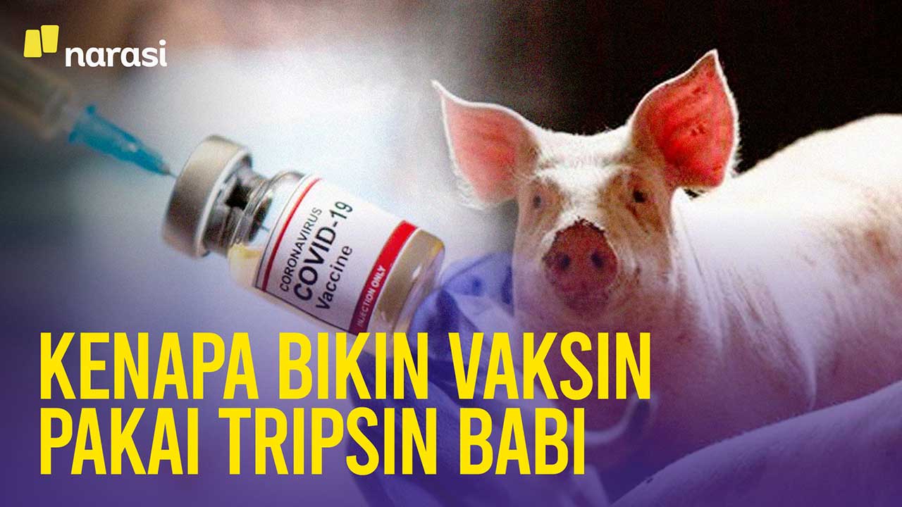 Vaksin ada babi