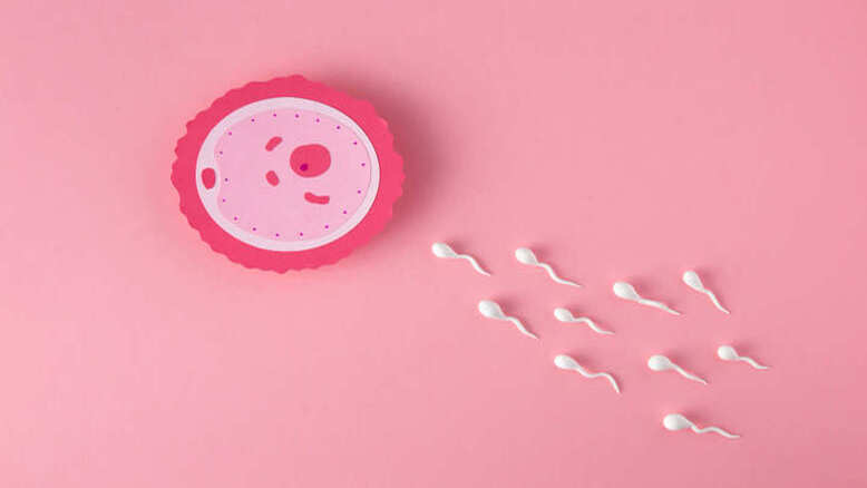 Cara Menghitung Masa Subur Perempuan Dengan Siklus Menstruasi Teratur