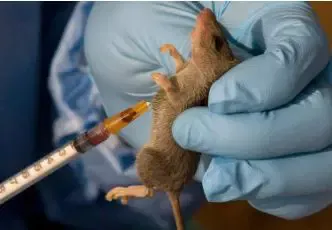 Lassa fever kills 142 persons in Nigeria’s latest outbreak (See most affected states)