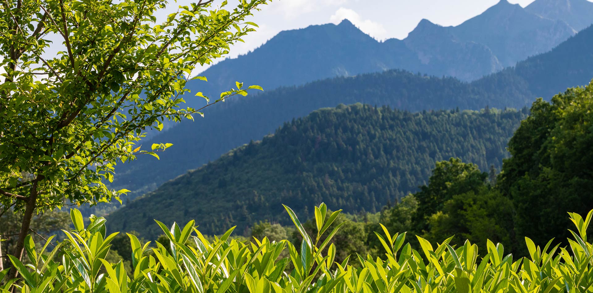 View of the tree-filled mountains