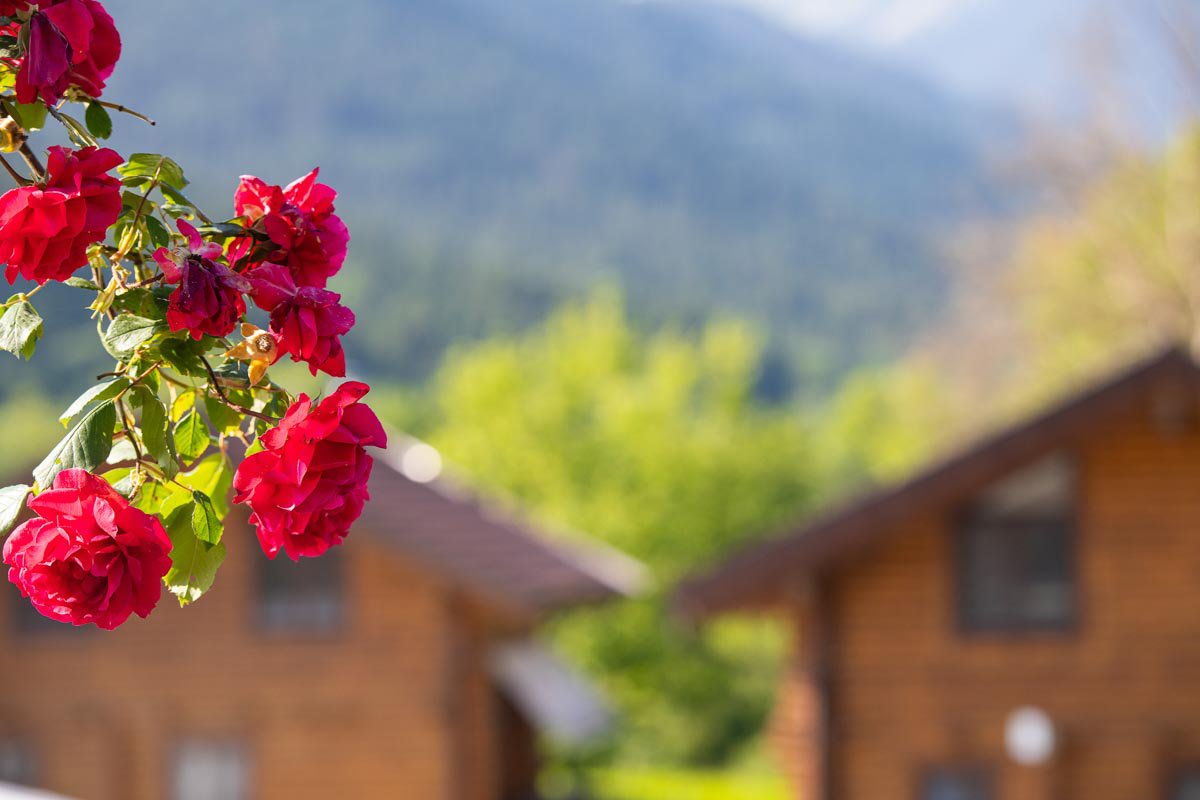 Close up of a flower with the chalets in the background