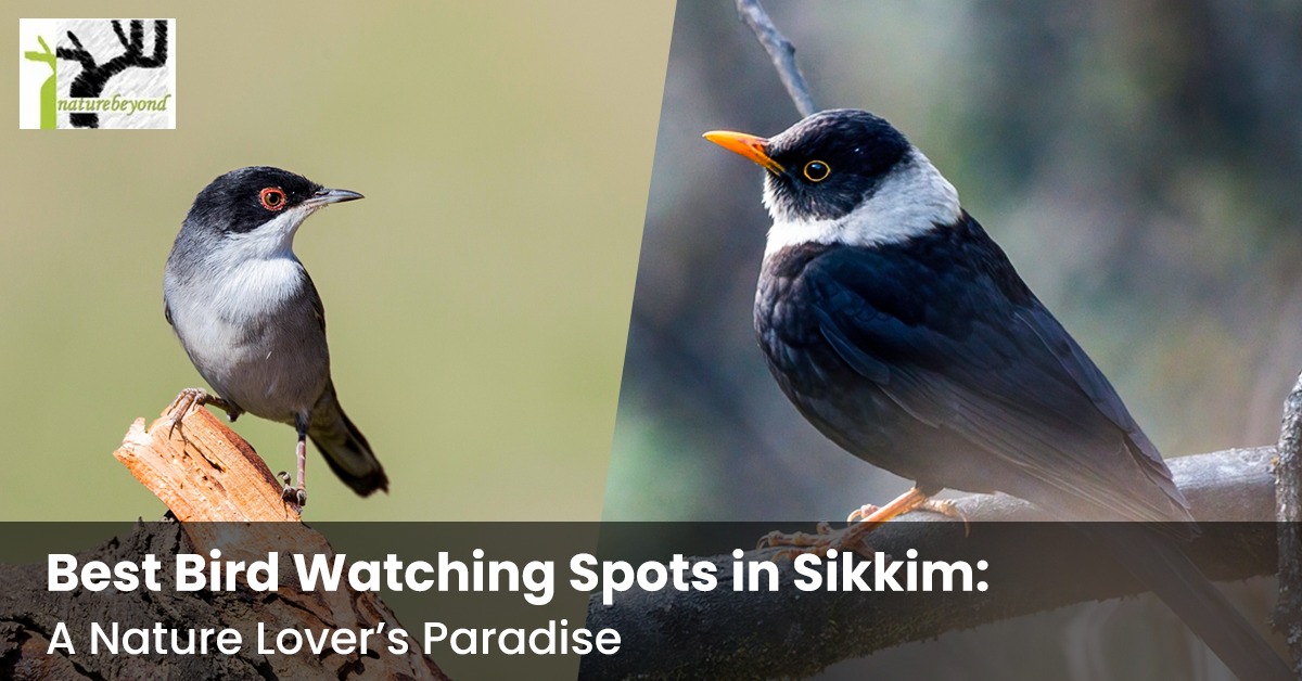 Image for Best Bird Watching Spots in Sikkim: A Nature Lover’s Paradise