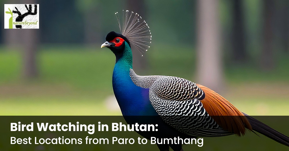 Image for Bird Watching in Bhutan: Best Locations from Paro to Bumthang