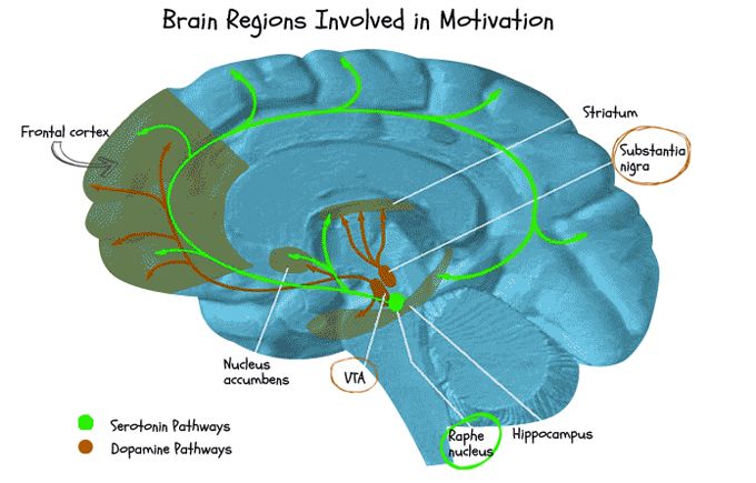 brain-motivation-chart-x640.jpg