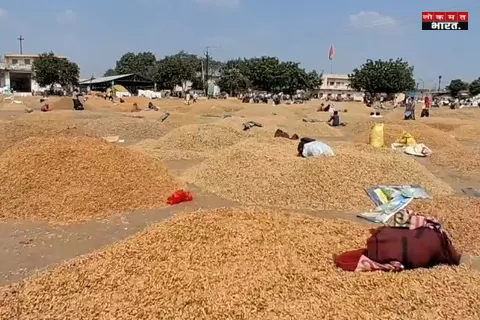 मंदसौर कृषि मंडी में मूंगफली के दाम में उछाल: 7,000 रुपये क्विंटल तक पहुंची कीमत, किसानों को राहत