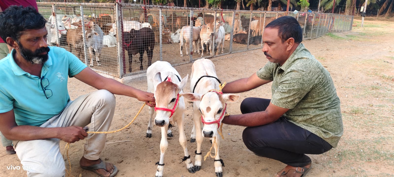 स्वर्ण दूध देने वाली दुनिया की सबसे छोटी गाय !