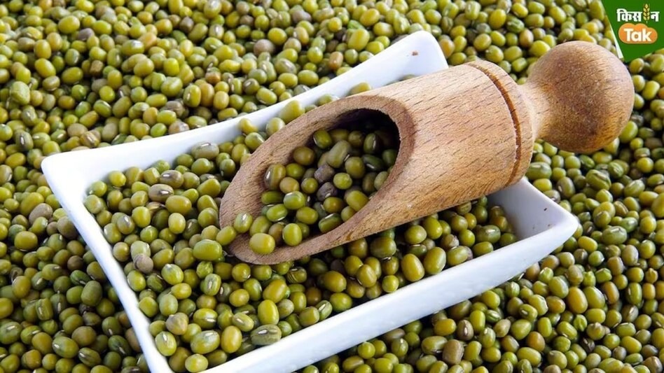 राजस्थान में किसानों को मिलेंगे मुफ्त मूंग के बीज
