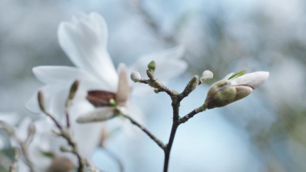 Witte bloesem in de lente - horizontale pan met focus verschuiving