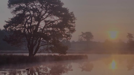 Natuur in Nederland: ochtend zonsopkomst time-lapse bij meertje