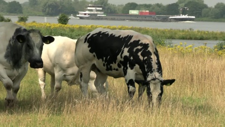 Koeien in de Biesbosch video