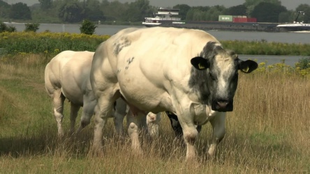 Koeien in de Biesbosch video