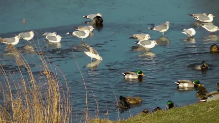 Video van meeuwen en eenden op een bevroren kanaal