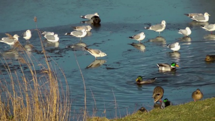 Video van meeuwen en eenden op een bevroren kanaal