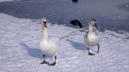 Video van zwanen op het ijs in Leeuwarden