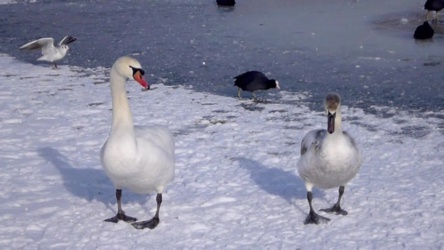 Video van zwanen op het ijs in Leeuwarden