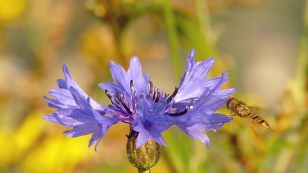 Zweefvlieg op een wilde paarse bloem