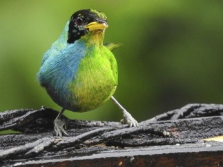 Test Premep 65 Duplication Email