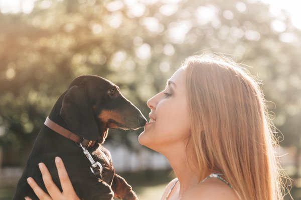 Finding Mini Dachshunds for Sale: Tips, Tricks, and Where to Look