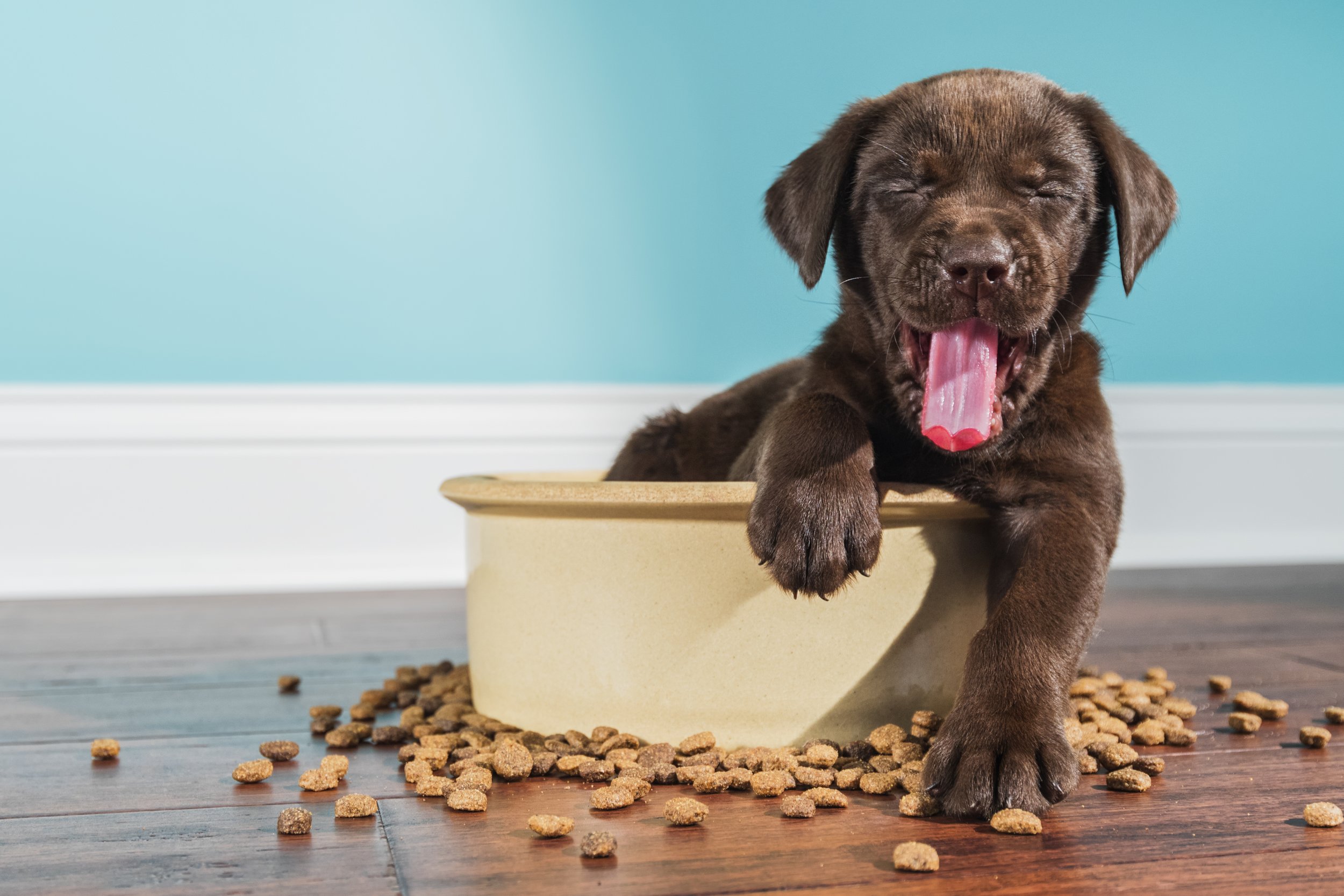 Labrador Retriever Puppies for Sale: Where and How to Find Them