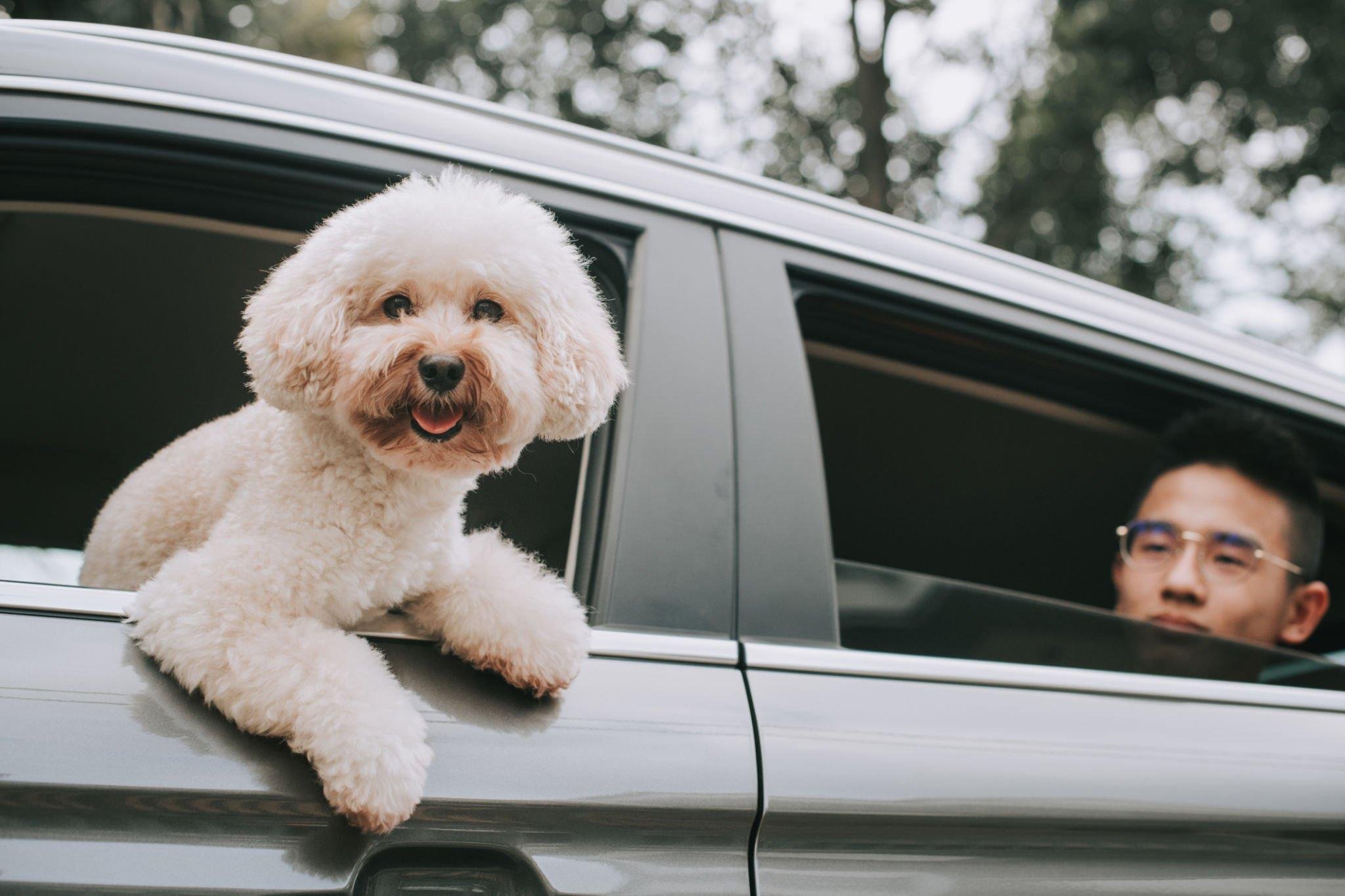 Cavapoo Puppies for Sale: Your Guide to This Adorable Hybrid Breed