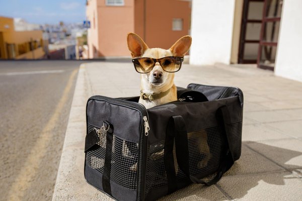 Pint-Sized Pals: How to Find Chihuahua Puppies for Sale