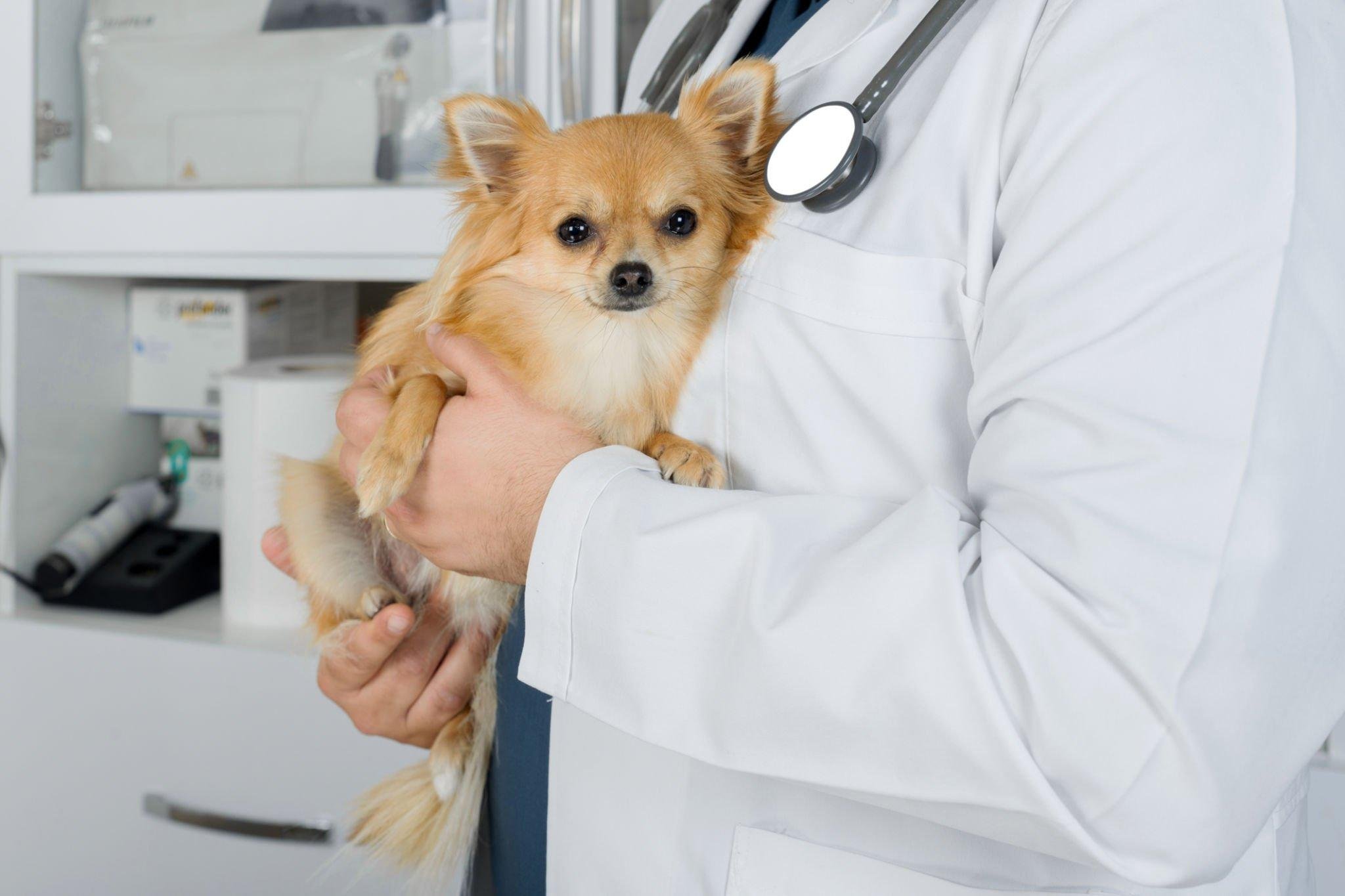 Affordable Dog Insurance Options Nearby