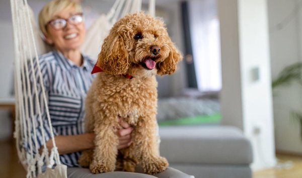 Puppy Power: How to Find Maltipoo Puppies for Sale Near You
