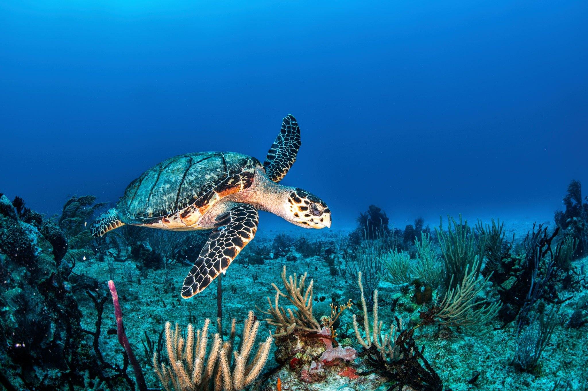 Introduction to Marine Biology
