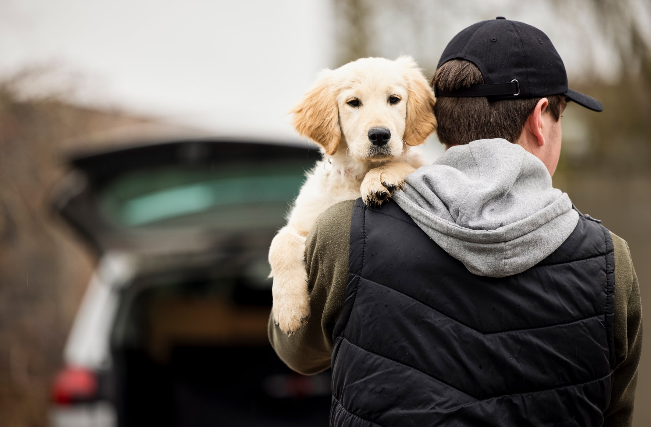 Golden Retriever Puppies for Sale: Where and How to Find Them