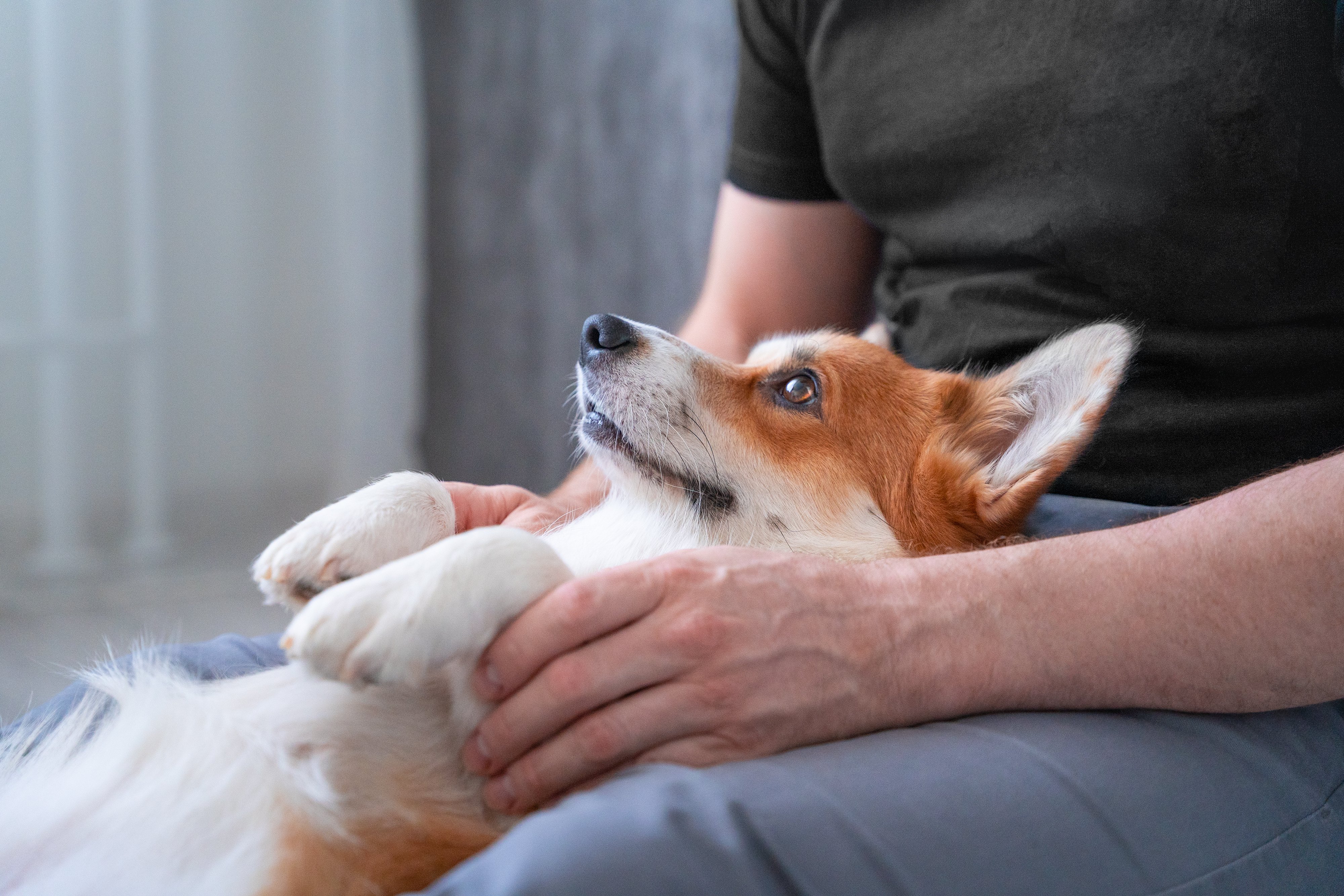 Corgi Puppies for Sale: Where and How to Find Them