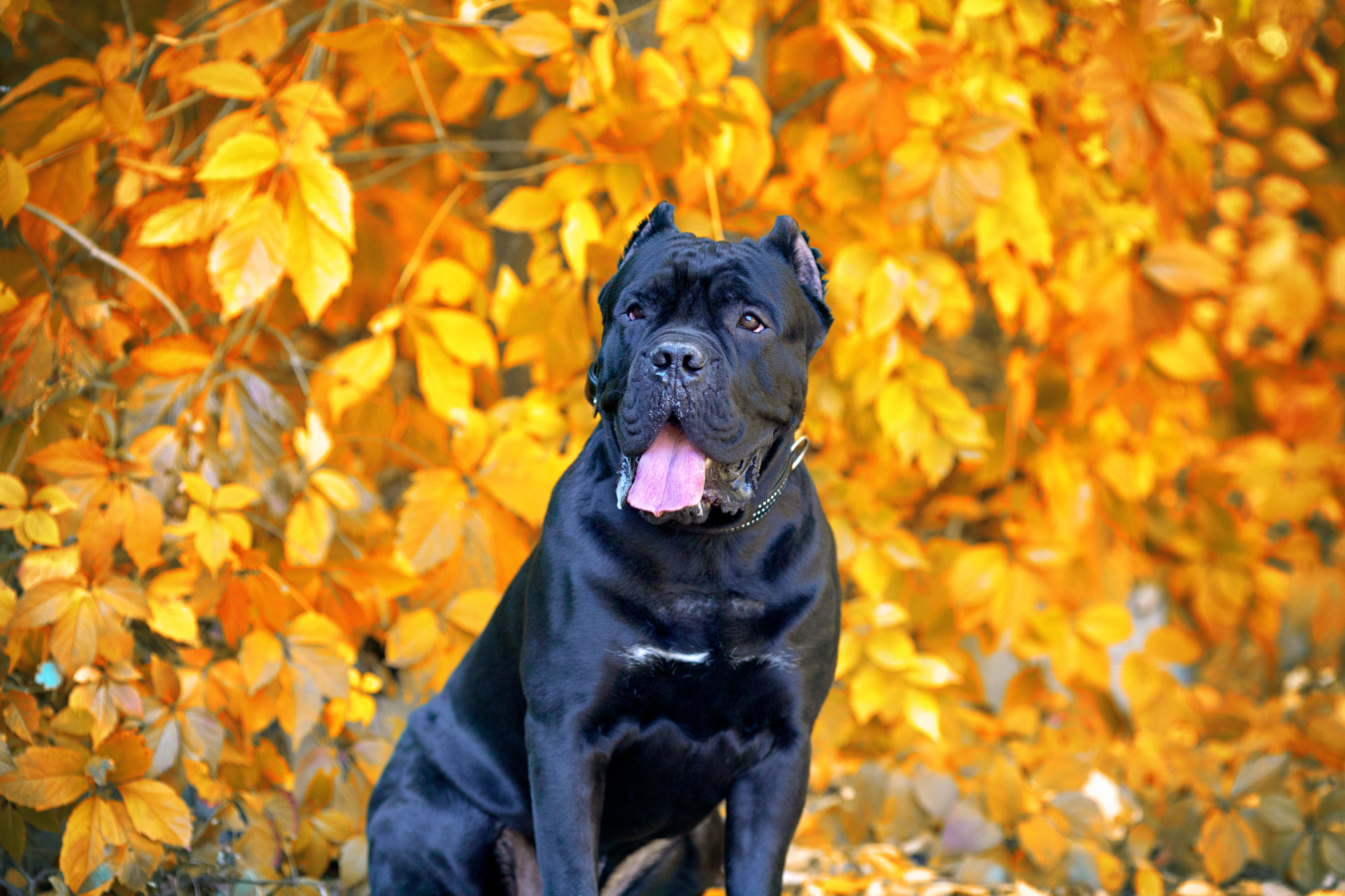 Cane Corso Puppies for Sale: Where and How to Find Them