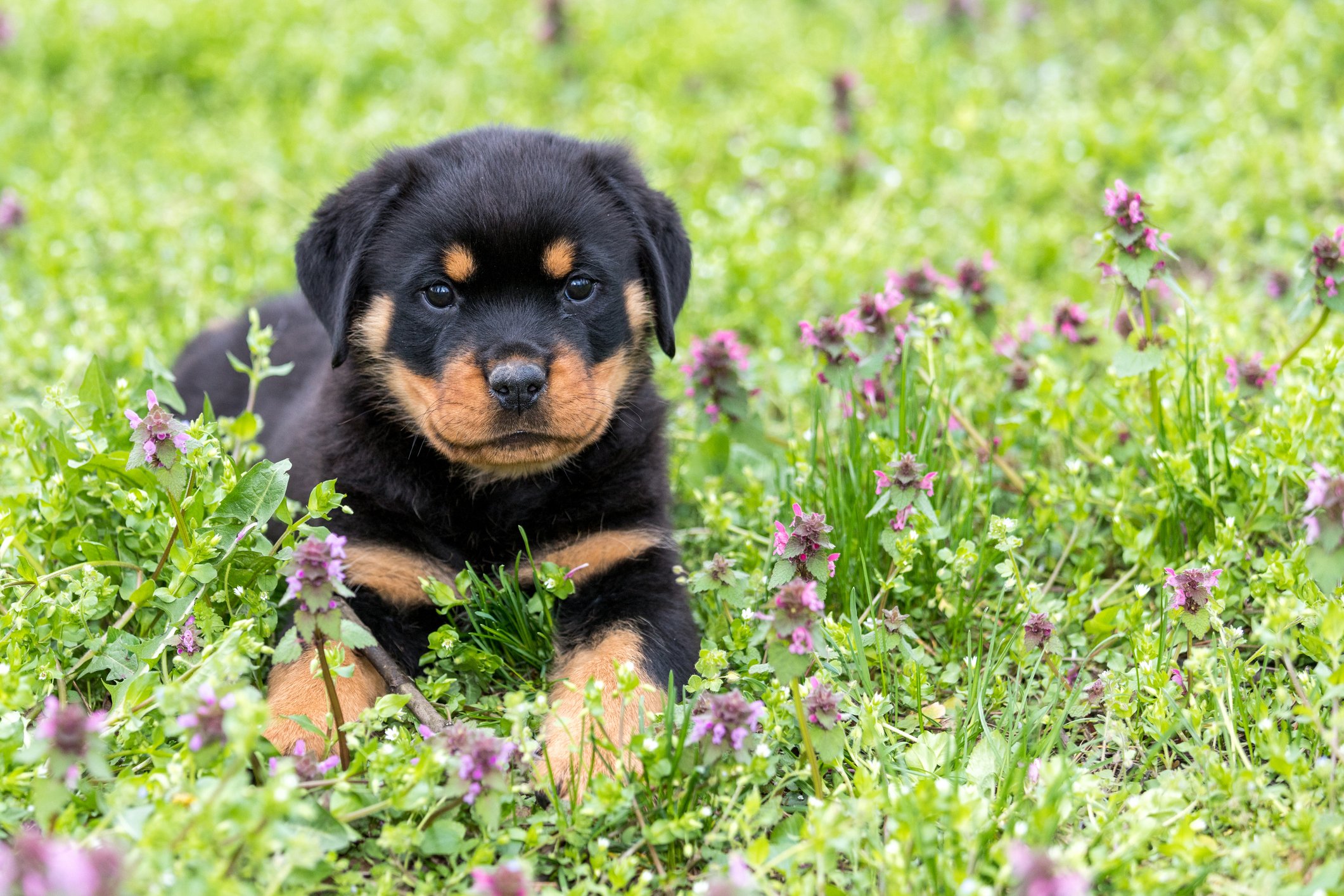 Rottweiler Puppies for Sale: Where and How to Find Them