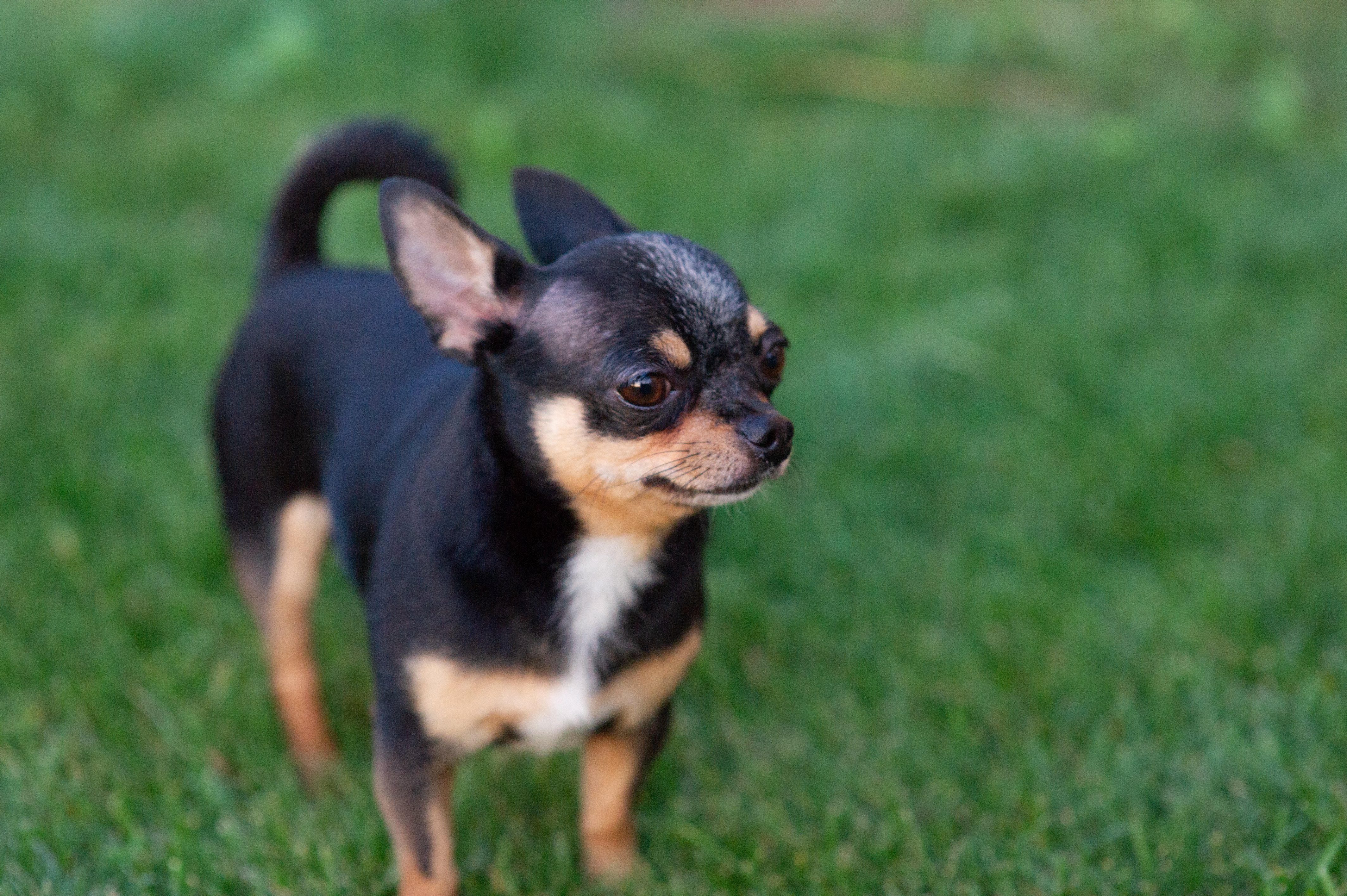 Chihuahua Puppies for Sale: Where and How to Find Them