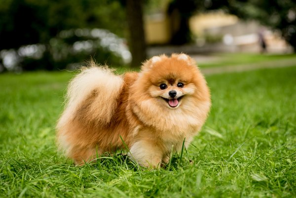 Pomeranian Puppies for Sale: Where and How to Find Them