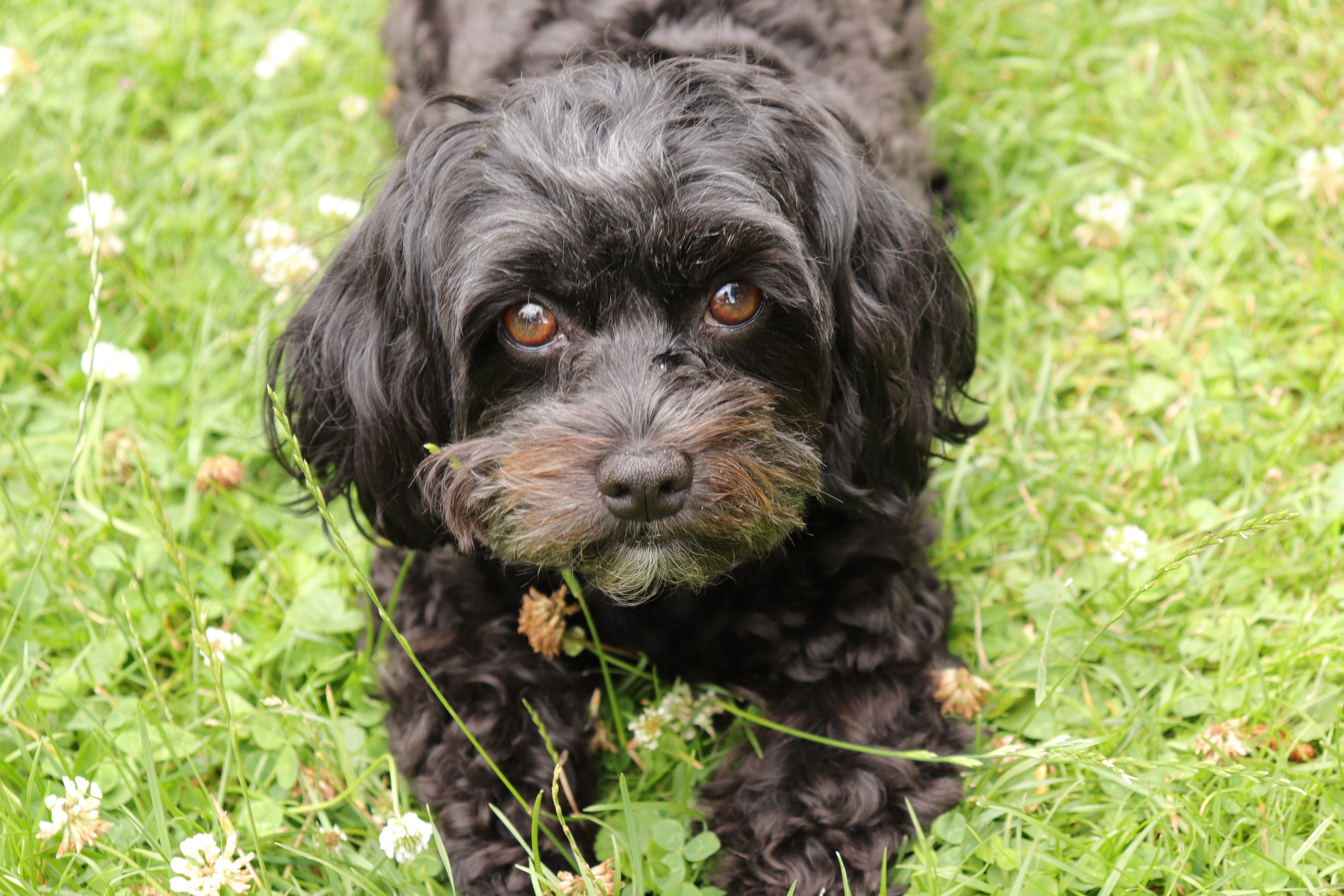 Havanese Puppies for Sale: Where and How to Find Them