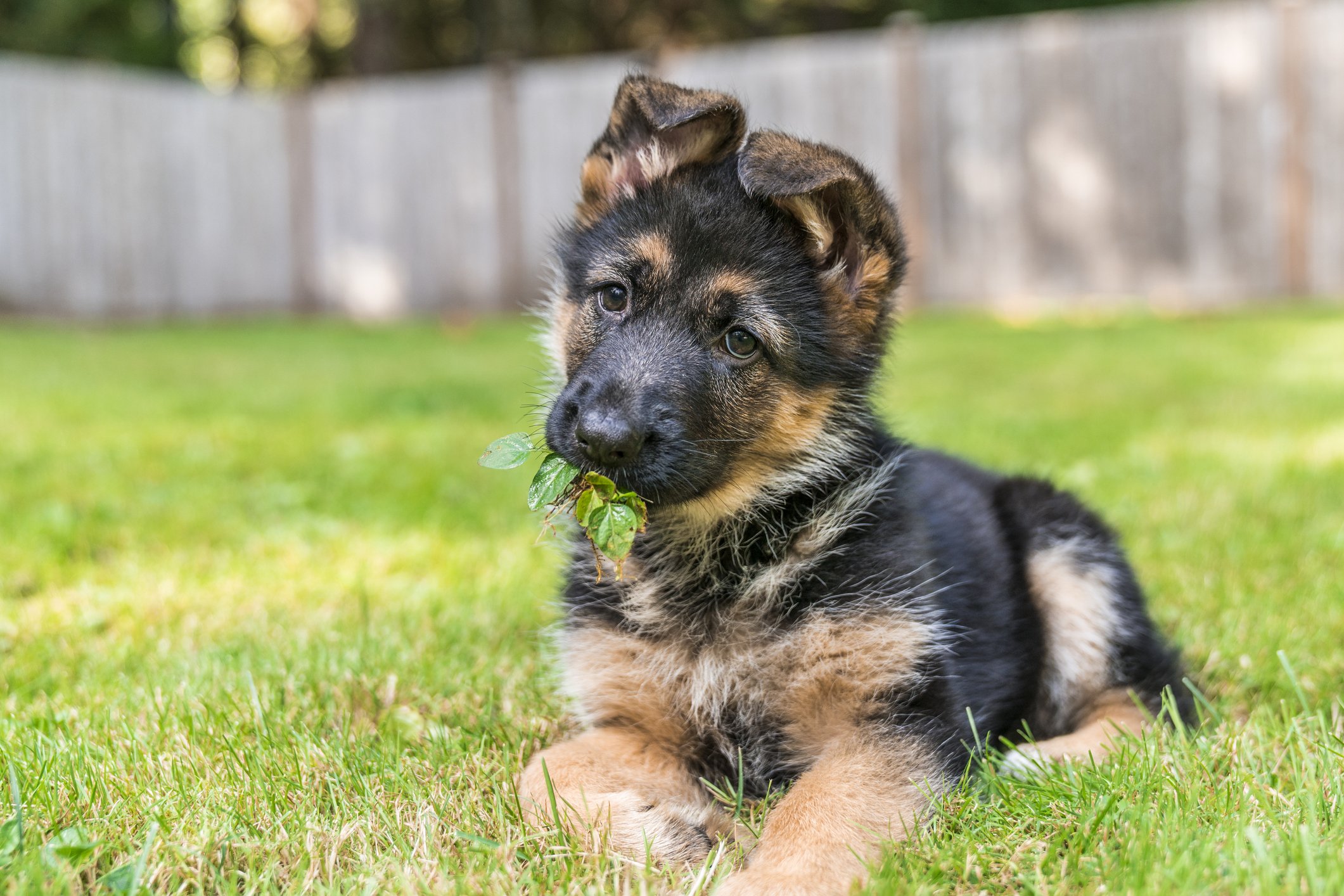 German Shepherd Puppies for Sale: Where and How to Find Them