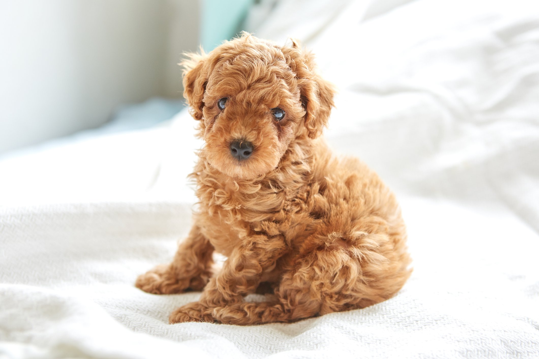 Poodle Puppies for Sale: Where and How to Find Them