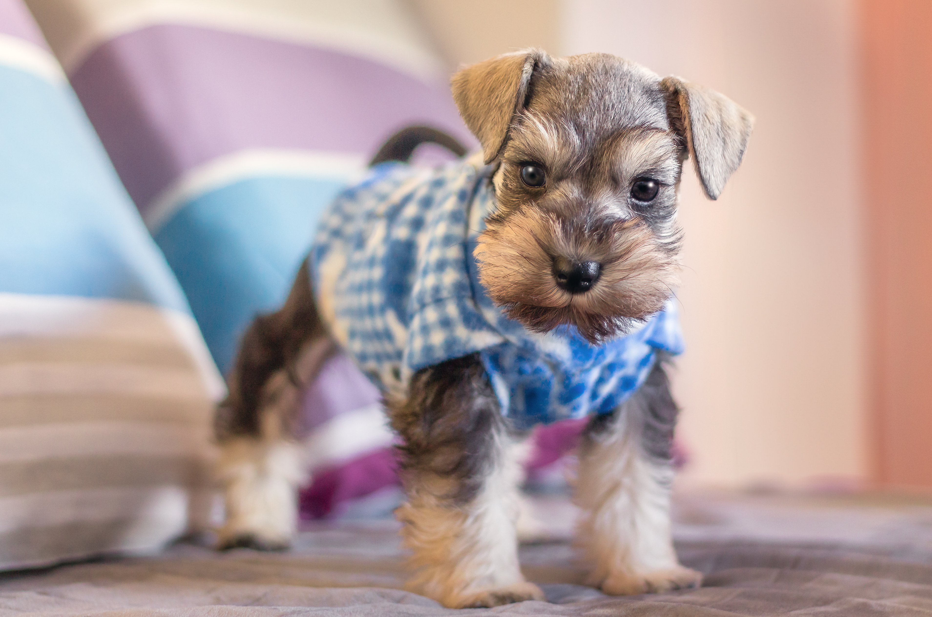 Miniature Schnauzer Puppies for Sale: Where and How to Find Them
