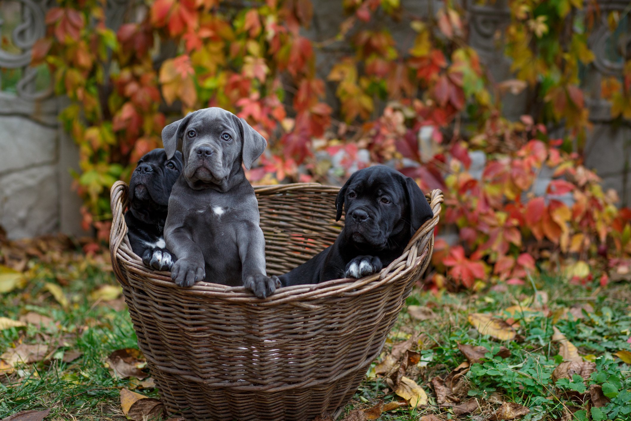 Understanding Daniff Puppies for Sale: What You Need to Know