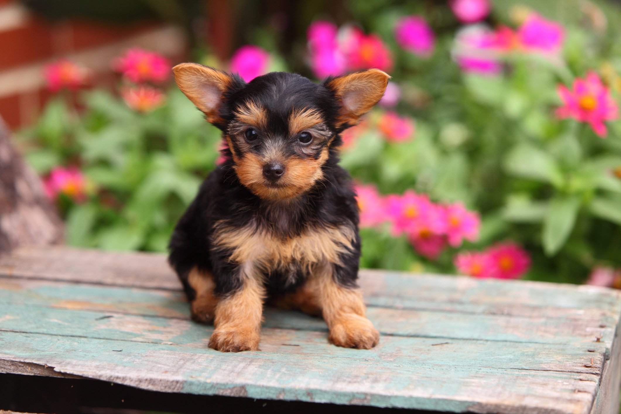 Yorkshire Terrier Puppies for Sale: Where and How to Find Them