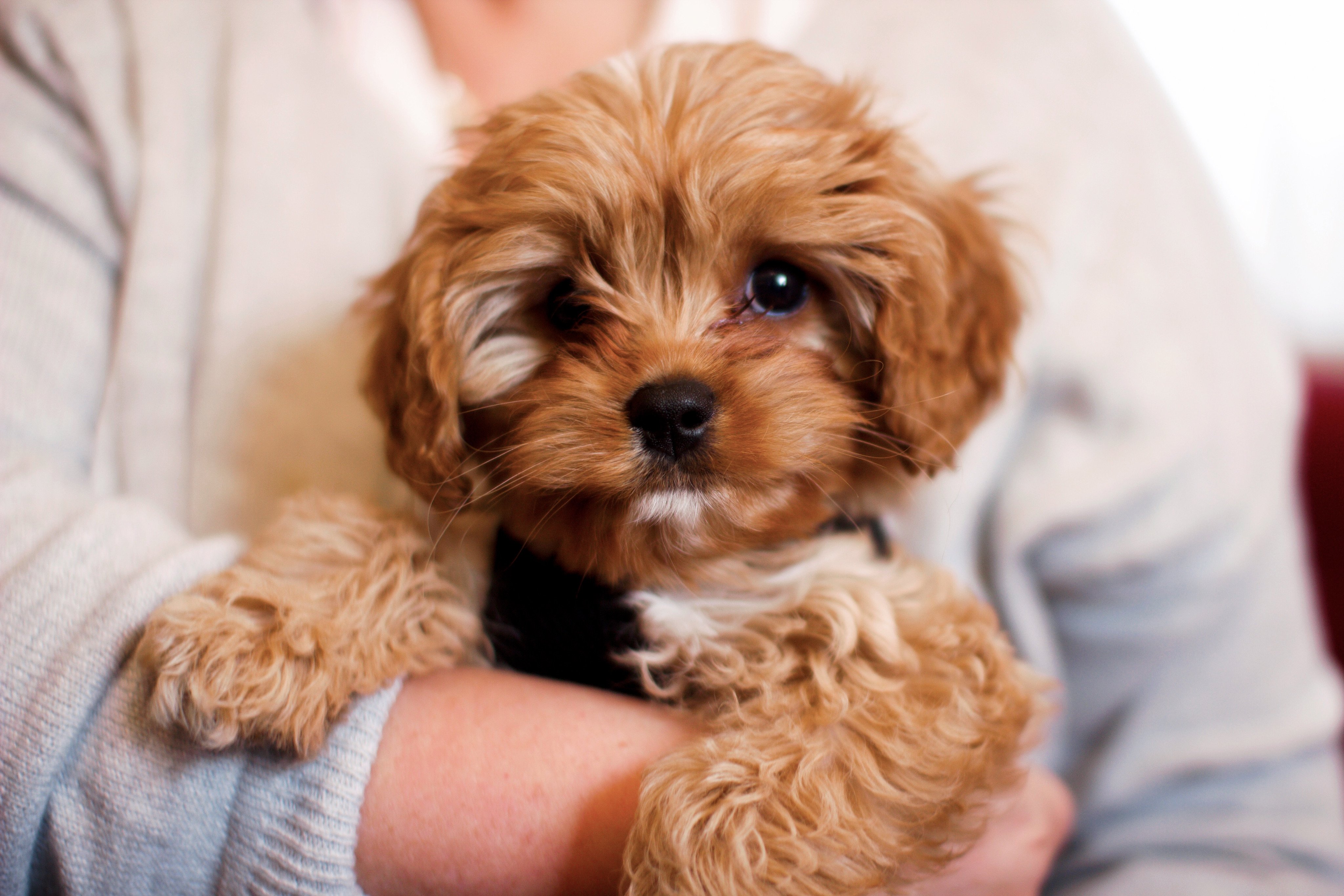 Finding the Perfect Cavapoo Puppy: A Guide to Choosing Your New Best Friend