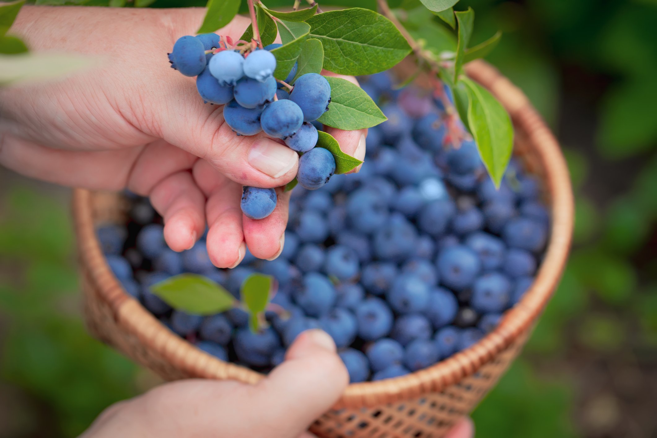 Berry Packing Factory Jobs: A New Opportunity to Work Abroad