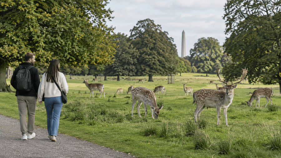 Strolling Phoenix Park and seeing the Wild Fallow Deer