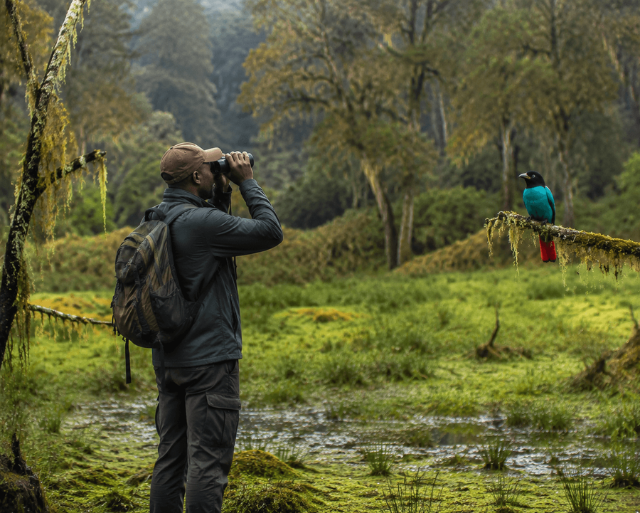 Bird Watching at the Rira Forest Glades