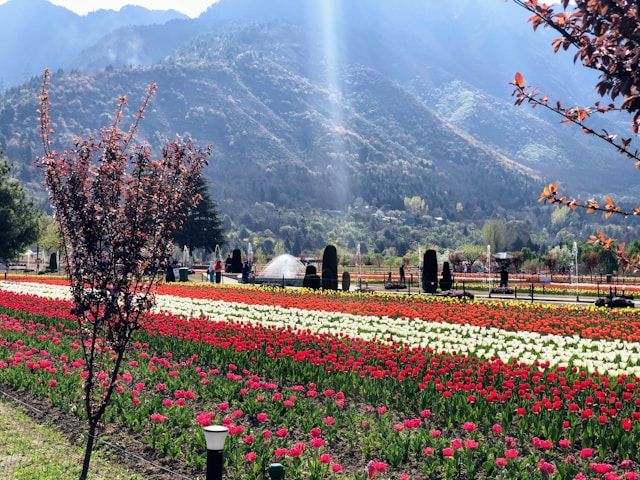 Srinagar highlight