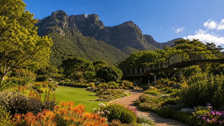 Kirstenbosch Botanical Gardens Experience