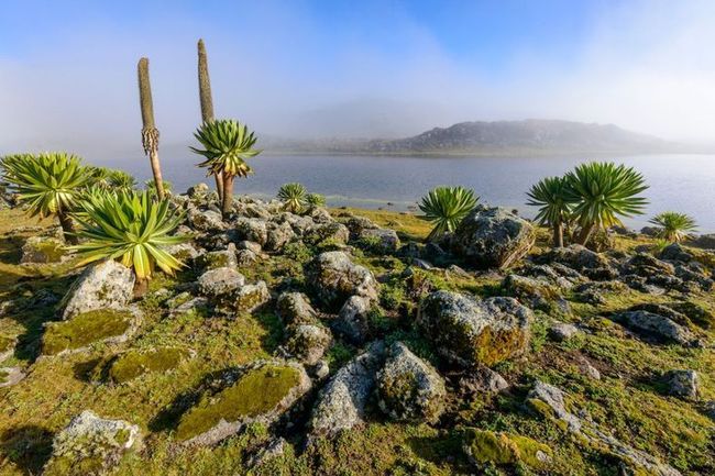 Bale Mountains
