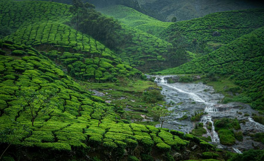 Munnar highlight